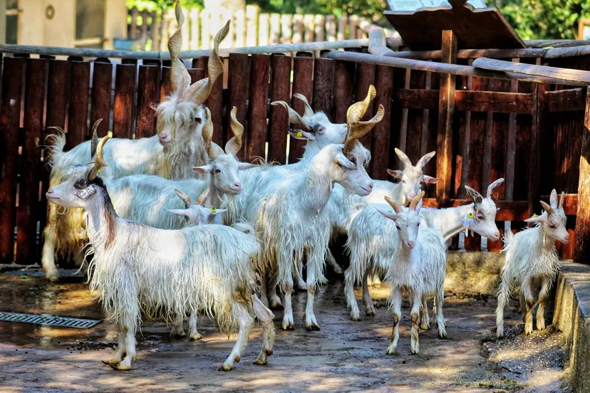 kinderboerderij mariana via pixabay
