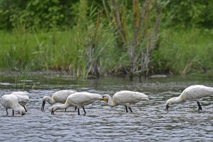 oostvaardersplassen vernatting staatsbosbeheer