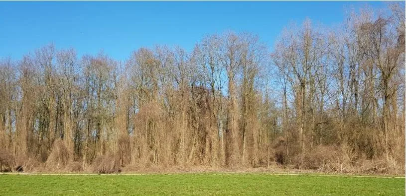 bosrank fvd almere