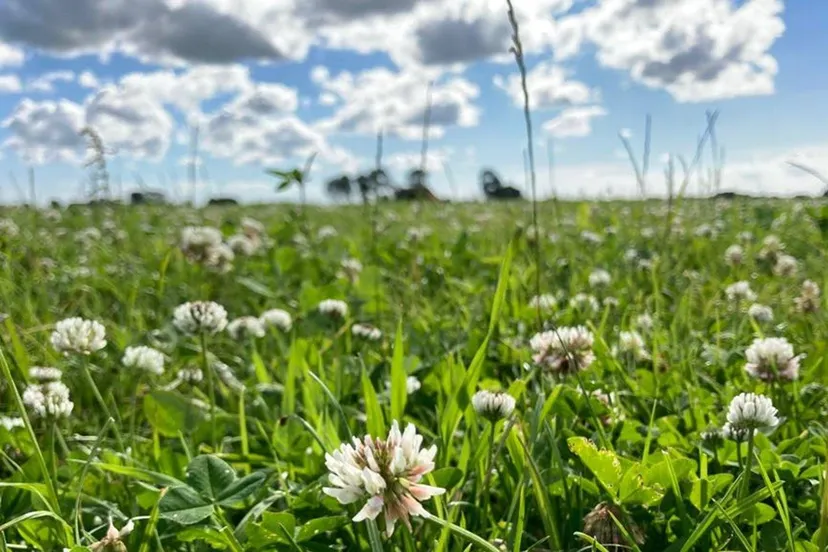 kruidenrijk grasland prov flevoland