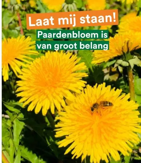 paardenbloem partij voor de dieren almere