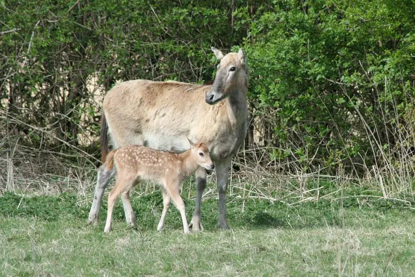 pater davidshert kalf het flevo landschap
