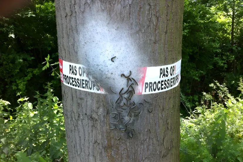 eikenprocessierups gem almere