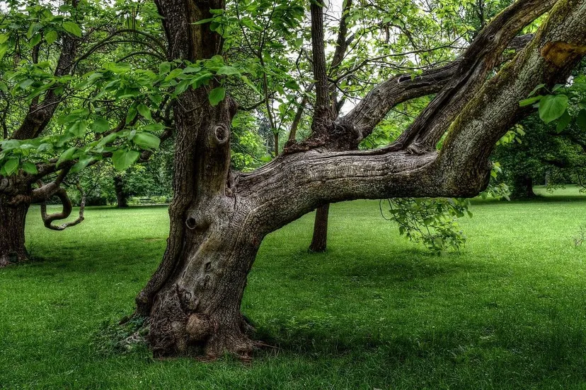 oude boom theorivierenlaan via pixabay