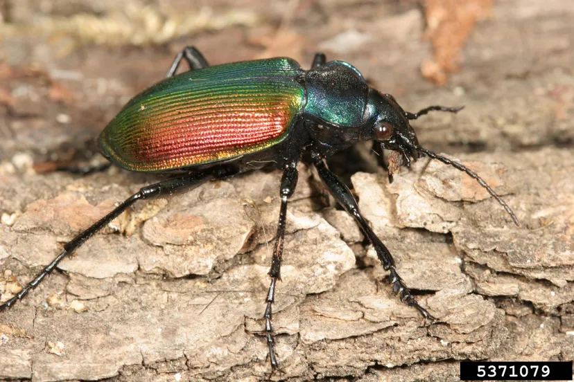 calosoma sycophanta cyorgy csoka hungary forest wikipedia