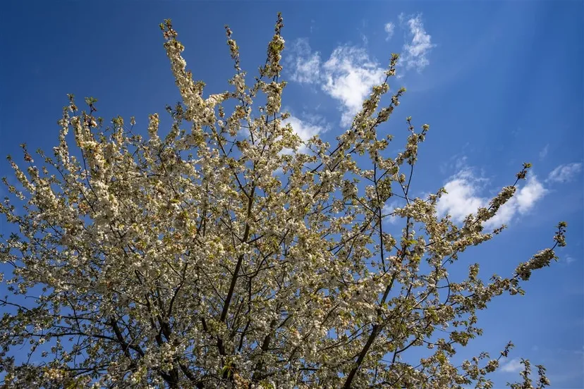 download scaled 1000x1000 43537