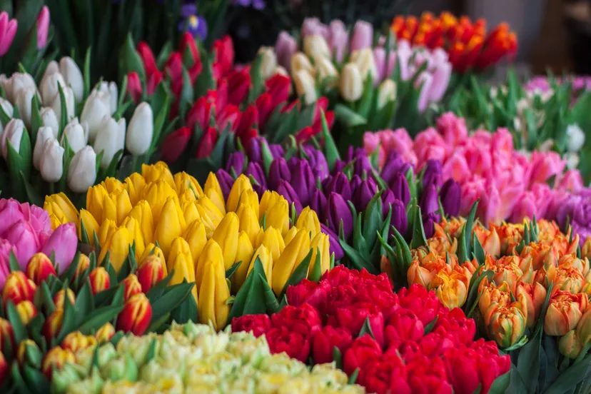 john mark smith ehlvzcsrjfg unsplash