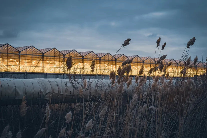 pexels walter sullivan 11015262