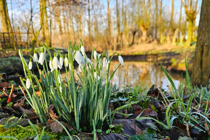 sneeuwklokjes in duyls bos
