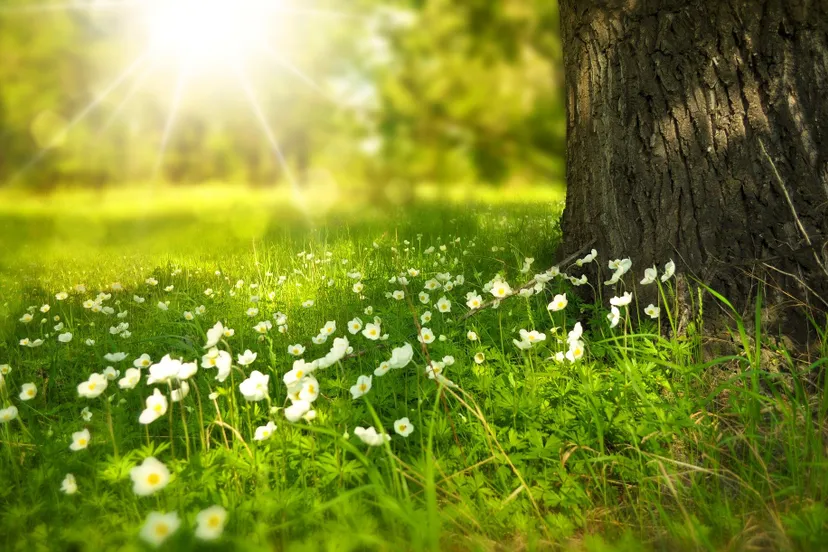 tree g4528b6f55 1920
