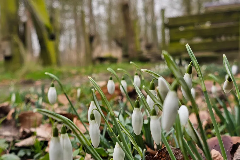 sneeuwklokjes in duyls bos