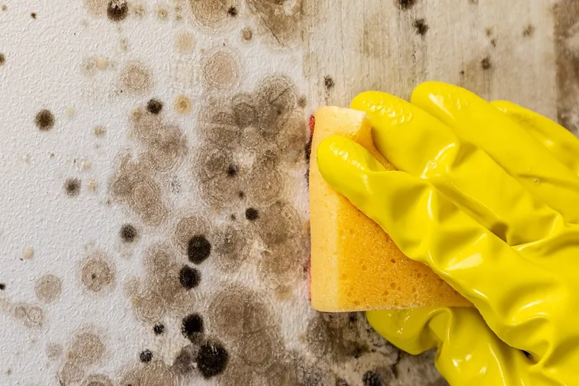 Schimmels verwijderen_1080x1350_1 liggend