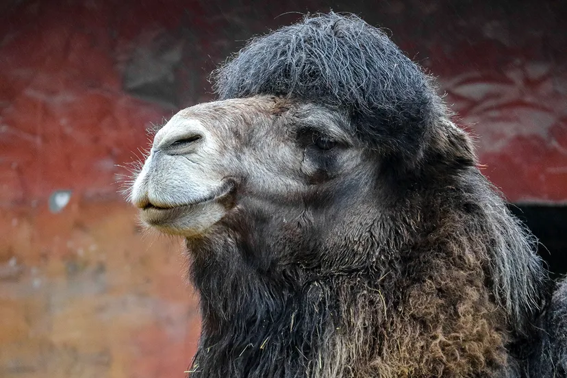 1 kameel bertil op zijn nieuwe stekkie