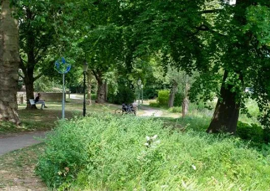 11496 fullimage bomen in plantsoen verkleind