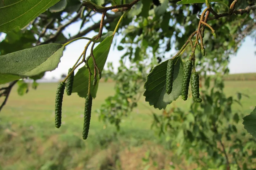 alnus glutinosa 844515 1280
