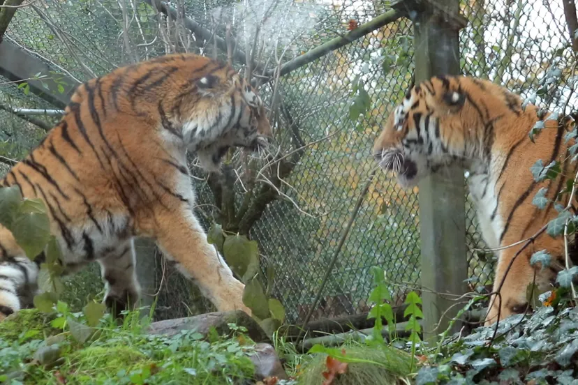 angara en krai bewaken hun territorium en laten elkaar daarom hun krachten zien door bijvoorbeeld met hun poten te slaan