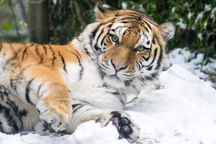 angara in sneeuw e1513104856579