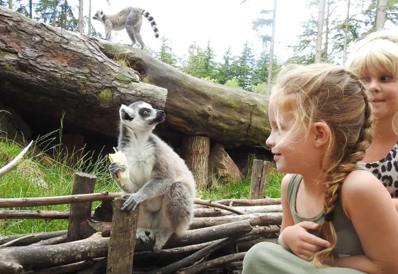 apeneiland dierenpark amersfoort e1554469696598