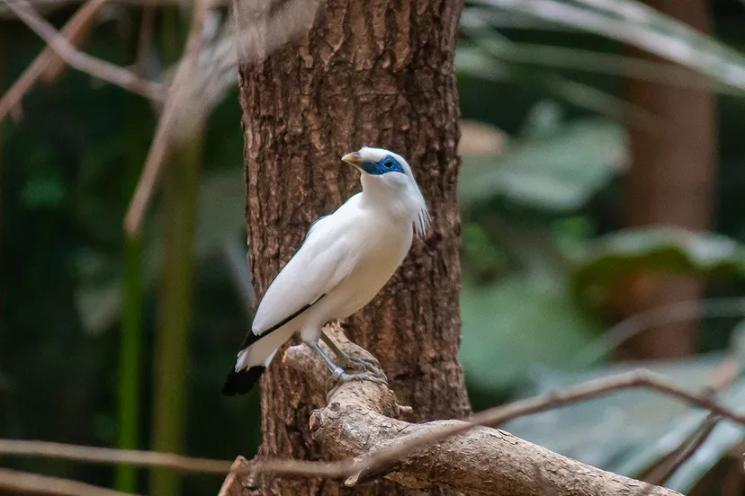 balispreeuw in het schildpaddenhuis