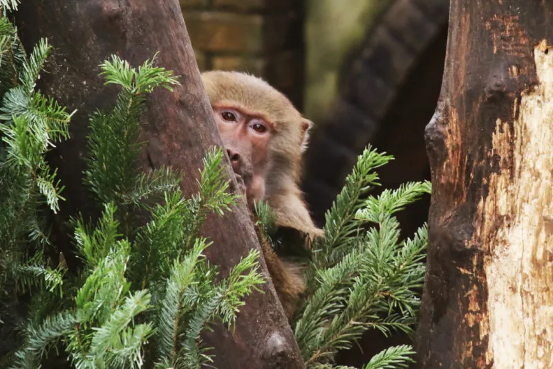 bavianen spiekt tussen de takken van een kerstboom e1578245617194