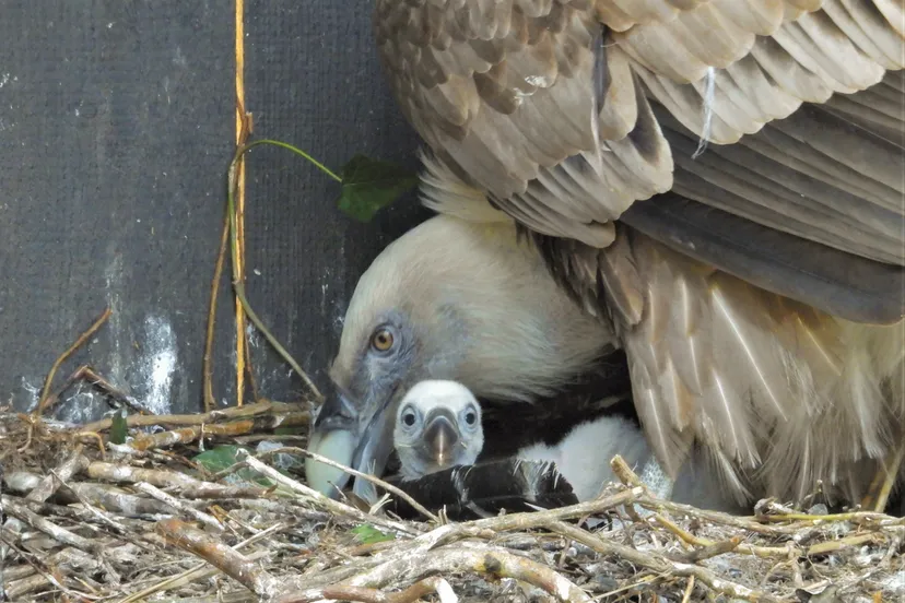 beide koppels zijn ervaren ouders zowel vader als moedergier broeden op de eieren zij voeden hun jong samen op