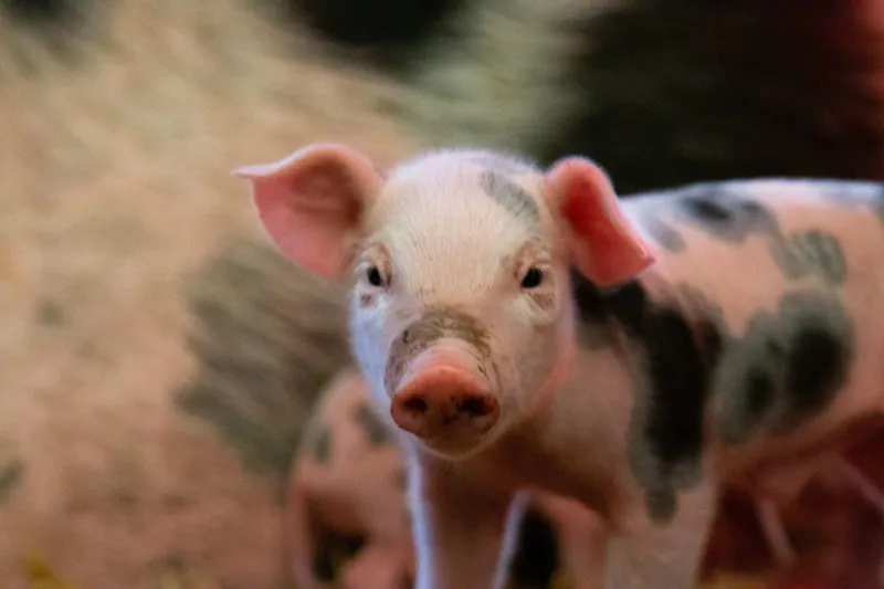 biggetjes dierenpark amersfoort 6 e1557324280368