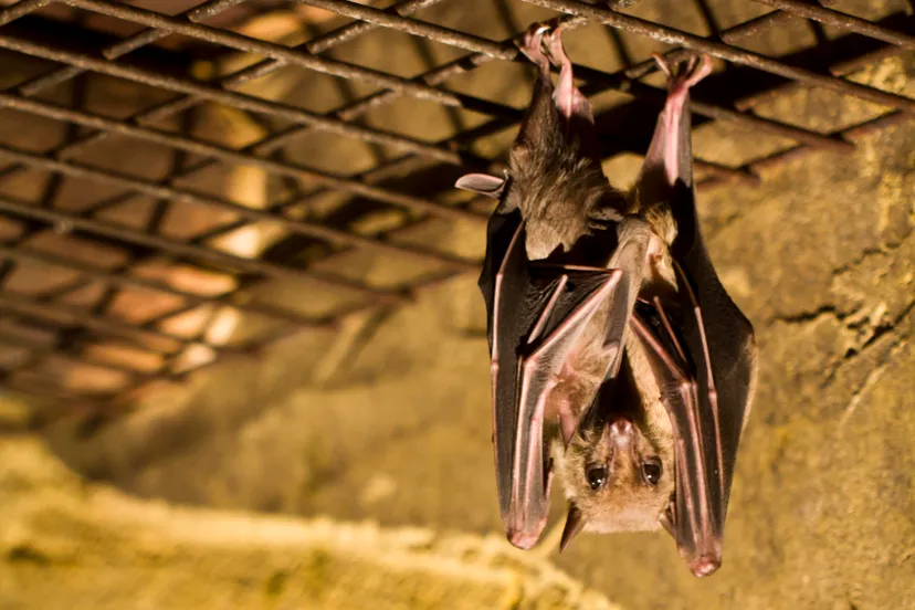 bij de nijlroezetten worden er pompoenspiesen in hun verblijf gehangen