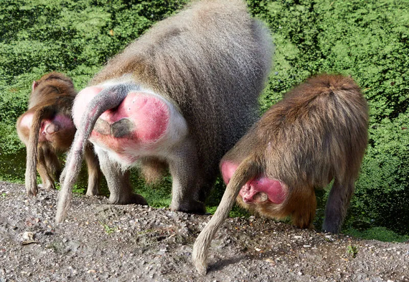 billen van de mantelbavianen e1581429770939