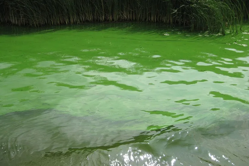 blauwalg in het kanaal alkmaar kolhorn