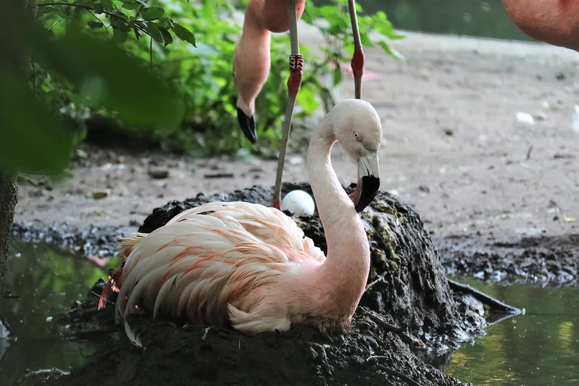 broedende flamingos