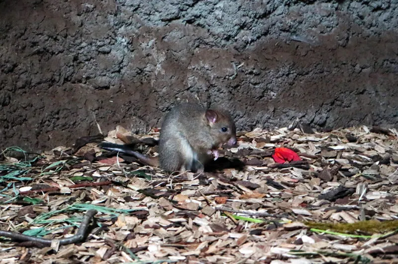 buidelkonijntje e1568219926654