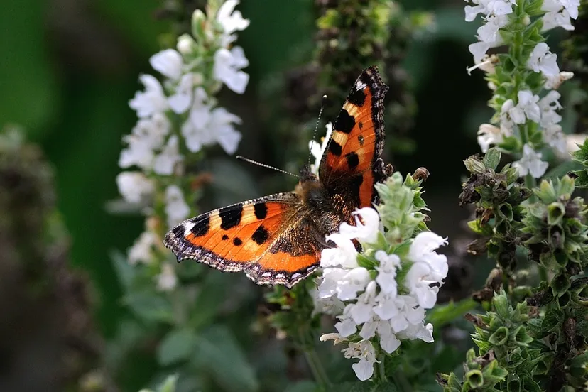 butterfly 199115 960 720