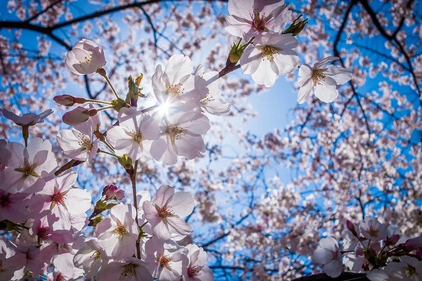 cherry blossoms 1716763 1280