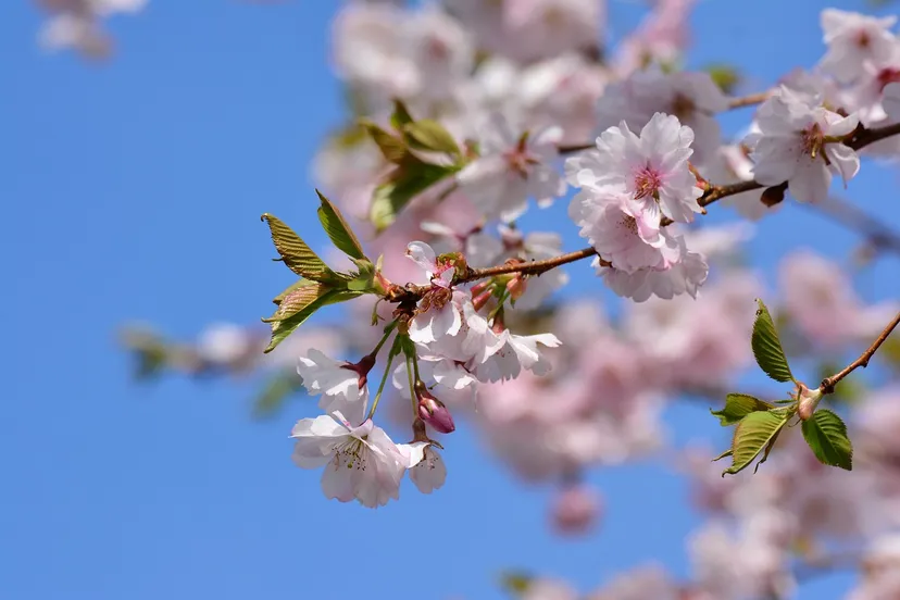 cherry blossoms 3327471 1280