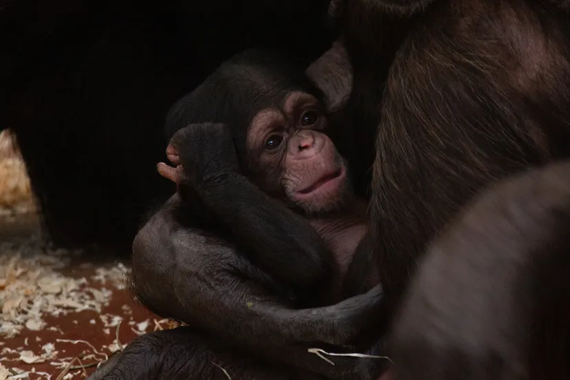 chimpanseejong bij moeder