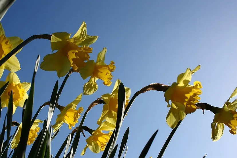 daffodil 1342274 960 720