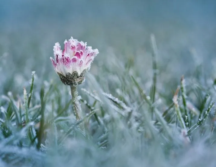 daisy 2195525 960 720 e1492466843220