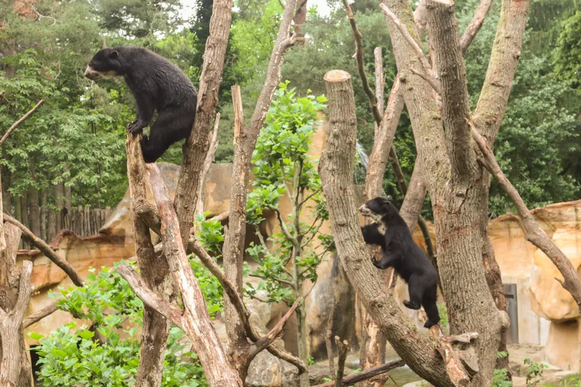 de broertjes teju en ariba zijn de enige brilberen die in nederland zijn te zien