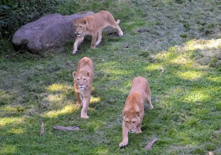 de drie leeuwinnen e1496317536879