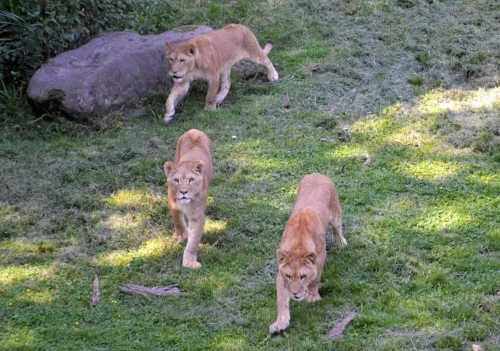 de drie leeuwinnen e1496317536879