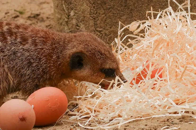 de eieren waren verstopt in het houtwol waar zij s ochtends mee werden verrast