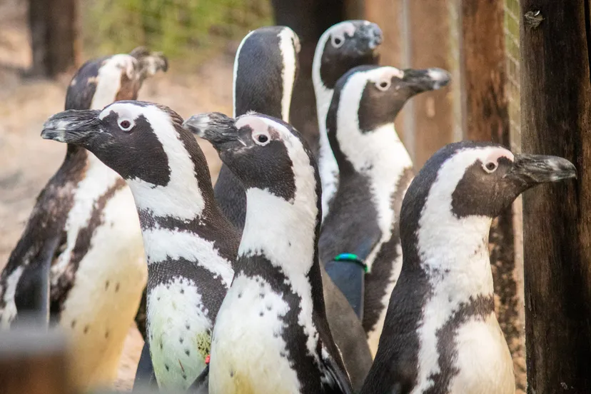 de groep zeven nieuwe pinguins