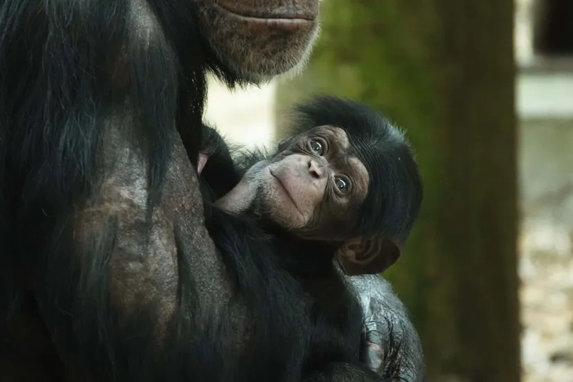 de huidskleur van madu is een stuk lichter dan van de volwassen chimpansees