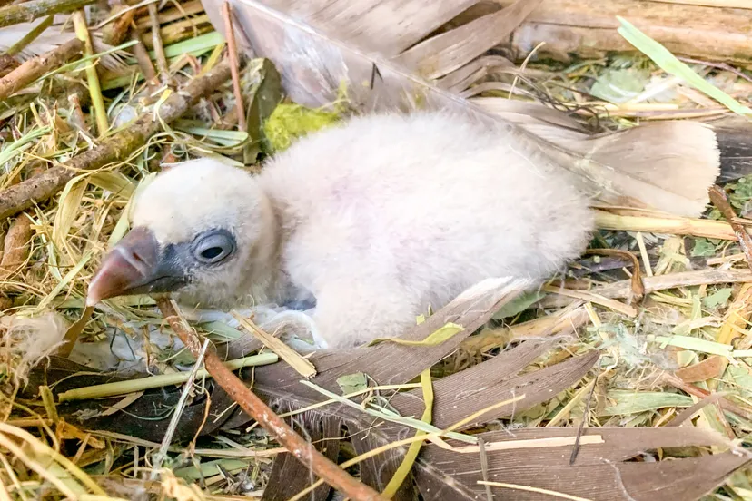 de jonge gieren en de andere eieren zijn te bewonderen in dierenpark amersfoort