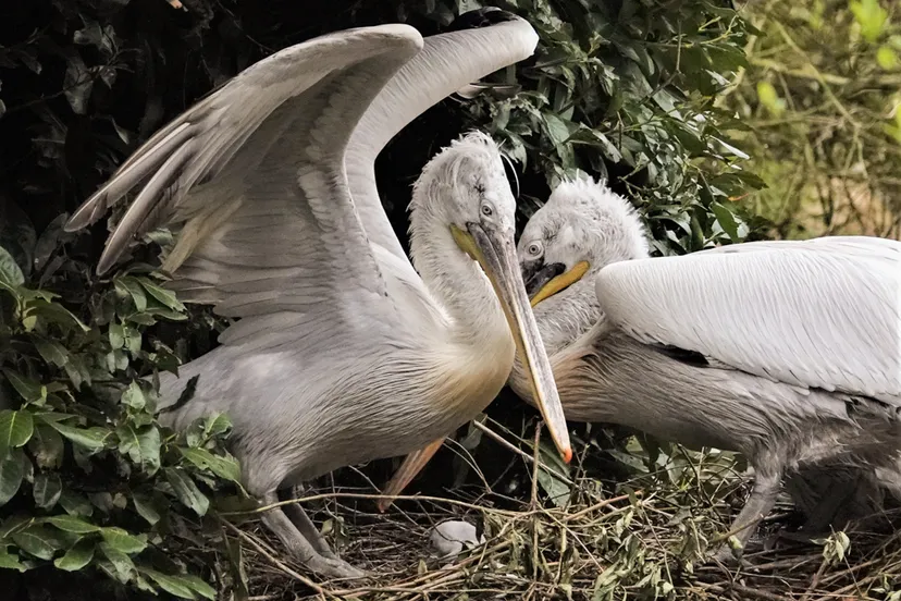 de kersverse ouders pakken de verzorgende rol perfect op