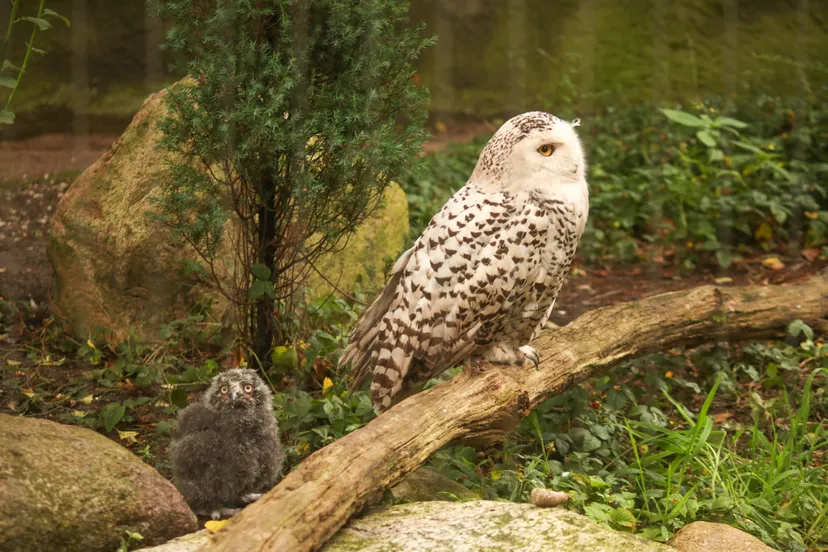 de komende tijd zullen de donsveertjes omgewisseld worden voor de herkenbare witte veren