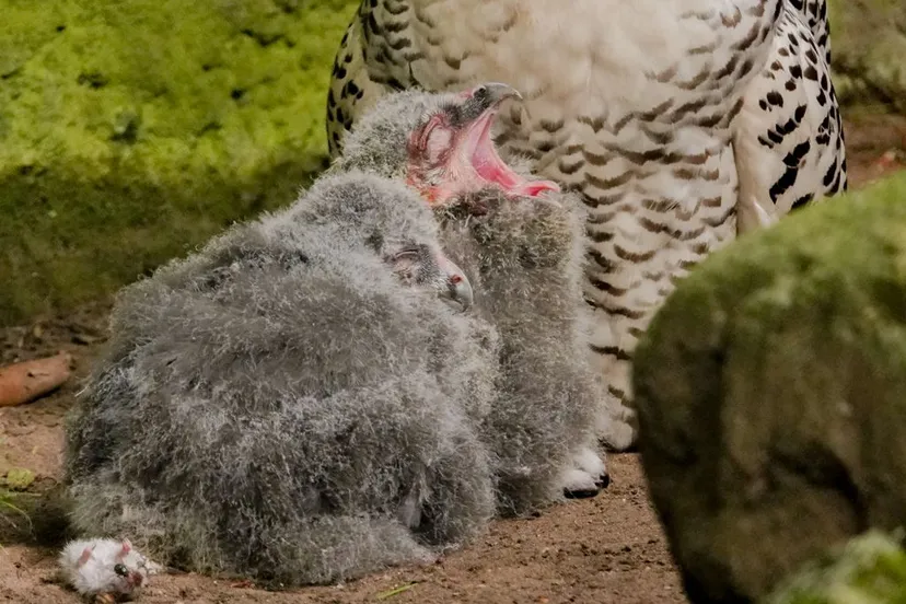 de kuikens lijken met hun grijze verenkleed nu nog niet op hun ouders maar de komende tijd zullen hun donsveertjes langzaamaan omgewisseld worden voor de herkenbare witte veren