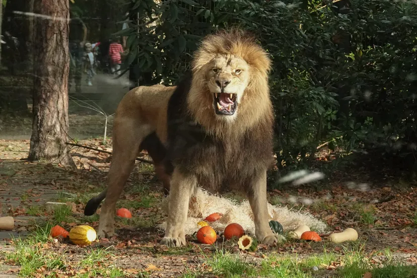 de meeste andere dierbewoners vinden de komende dagen ook een halloweenverrassing in hun verblijf