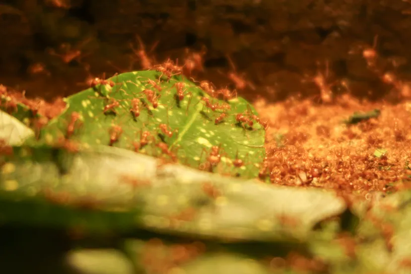 de nieuwe kolonie bestaat uit duizenden werksters soldaten en een koningin
