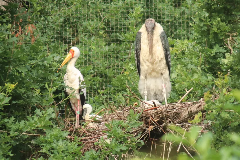 de nimmerzat l broedt graag in een boom waar ook andere nesten maraboe r te vinden zijn